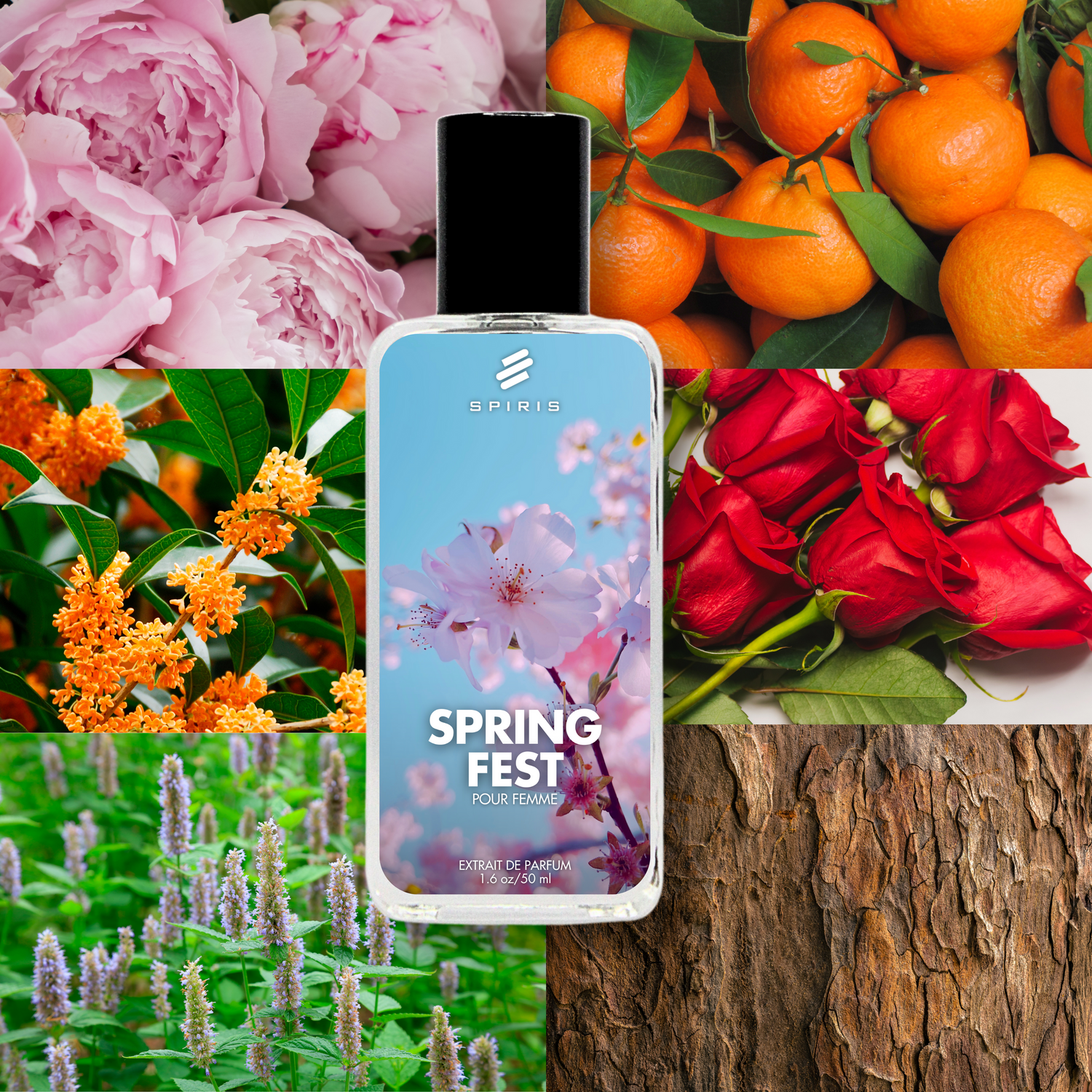 Women's Fragrances