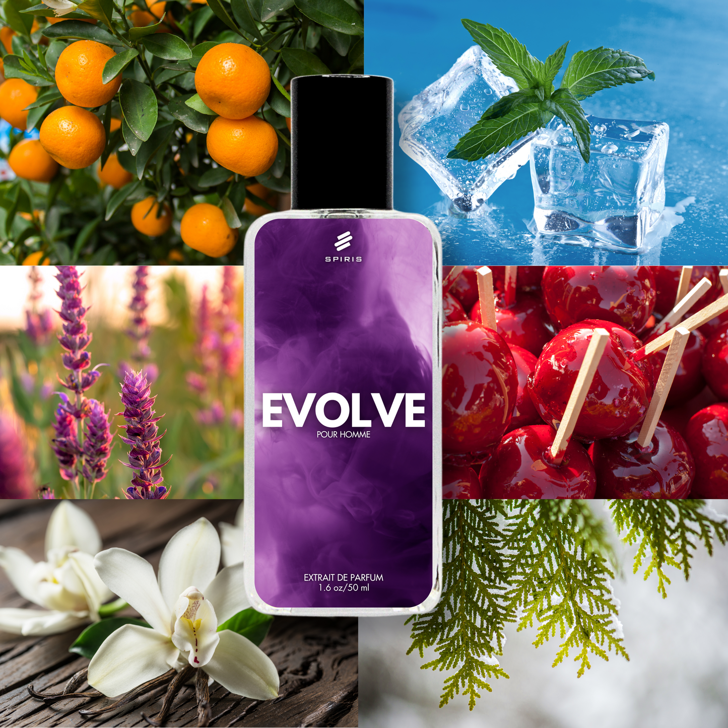 EVOLVE