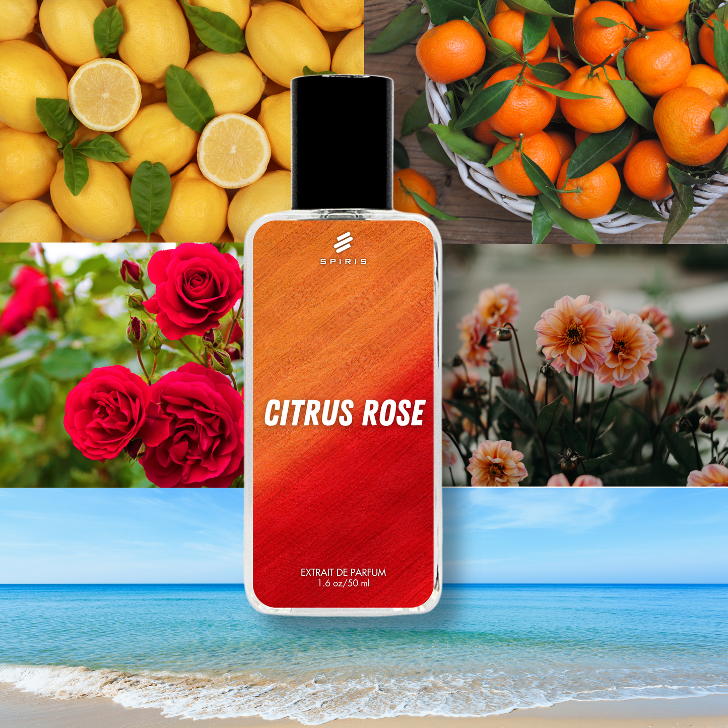 CITRUS ROSE